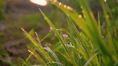 4k实拍唯美阳光下小草上的水珠空镜头视频的预览图